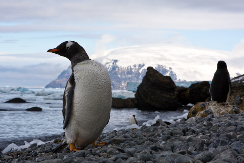 Gentoo Penguin On Beach